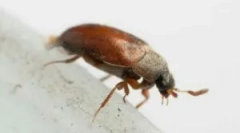 Кафеави грешки во станот и начините за справување со нив